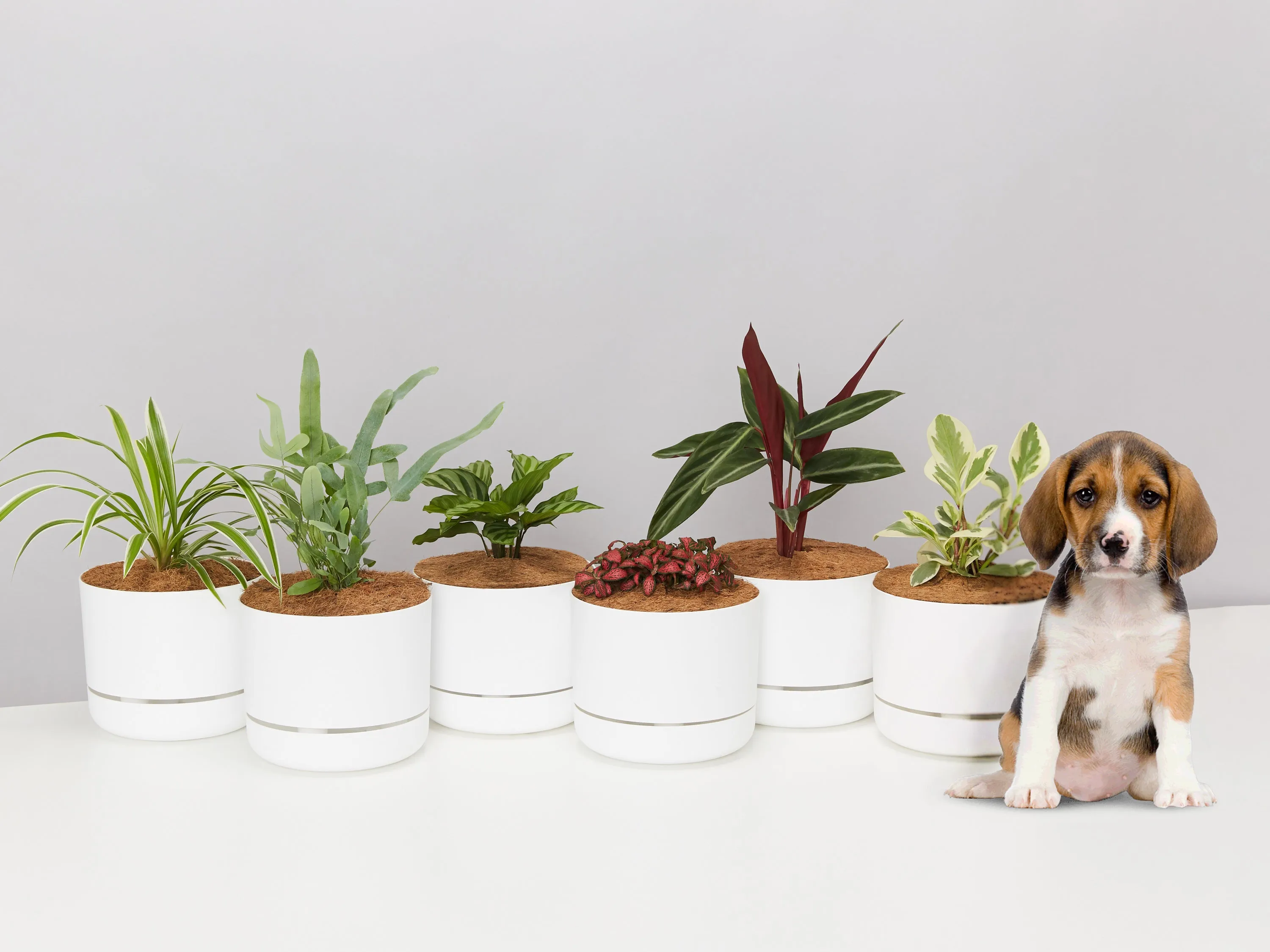 6 Houseplants & 6 Self-Watering Pot Set- Pet-Friendly Edition