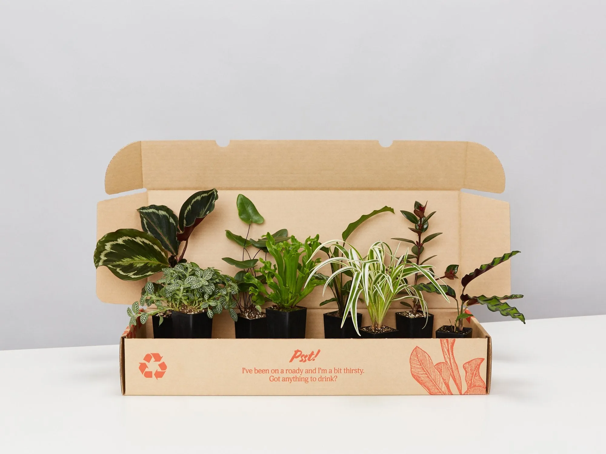 6 Houseplants & 6 Self-Watering Pot Set- Pet-Friendly Edition