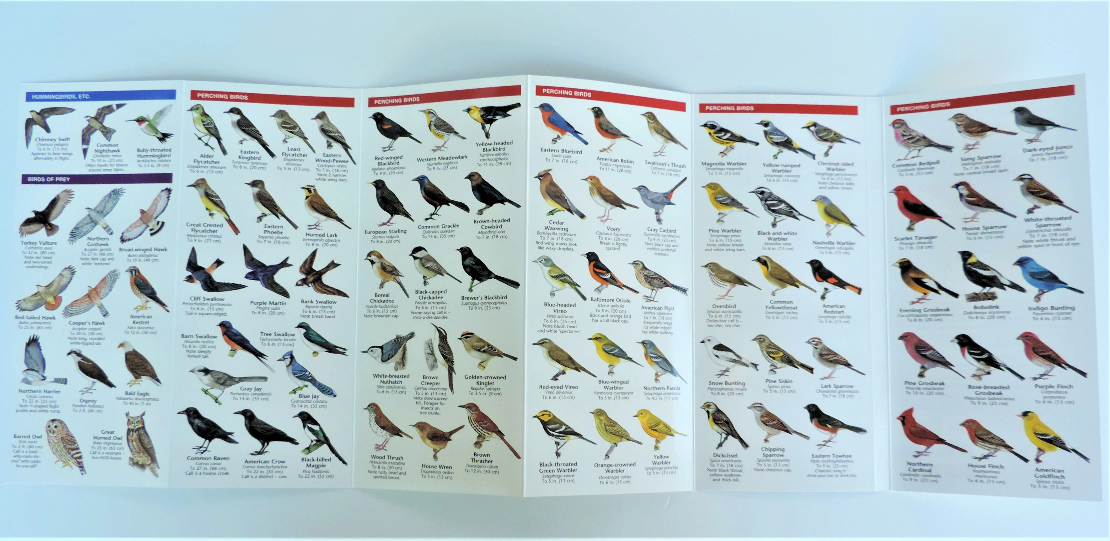 Pocket Guide - Minnesota Birds