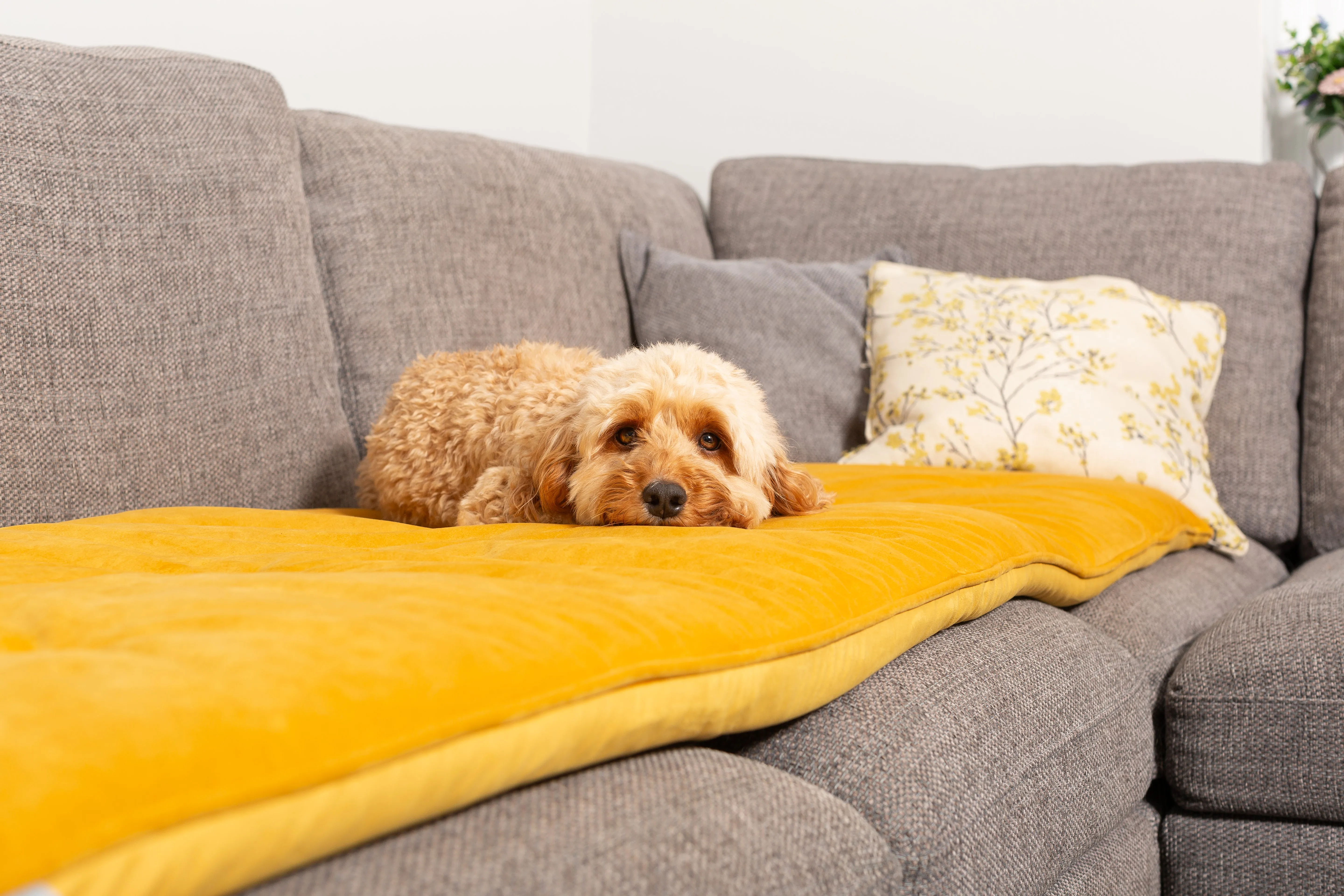 Sofa Topper in Saffron Velvet by Lords & Labradors