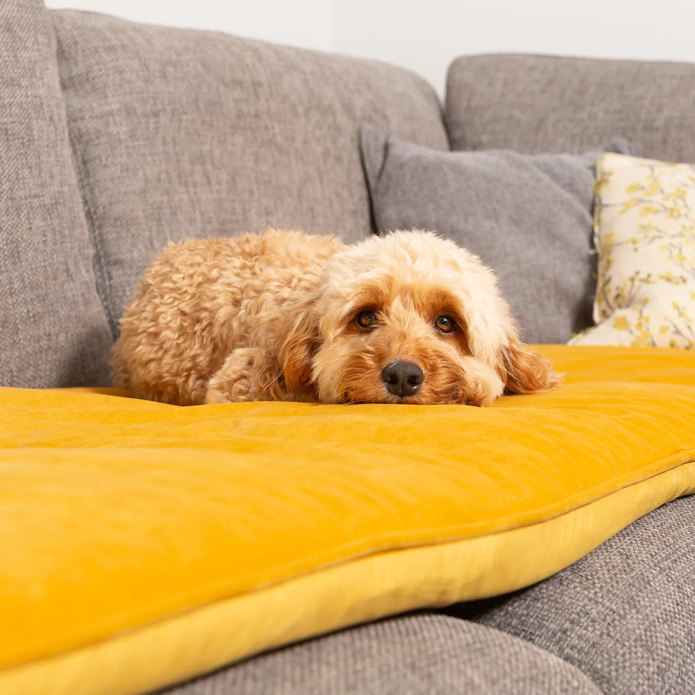 Sofa Topper in Saffron Velvet by Lords & Labradors